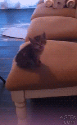 Gif Of The Day 7/6/15: Jumping Cat Fail - Diabolical Rabbit