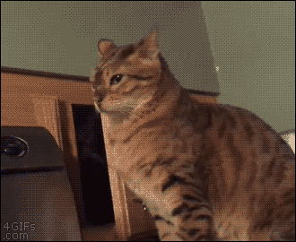Gif Of The Day 7/6/15: Jumping Cat Fail - Diabolical Rabbit